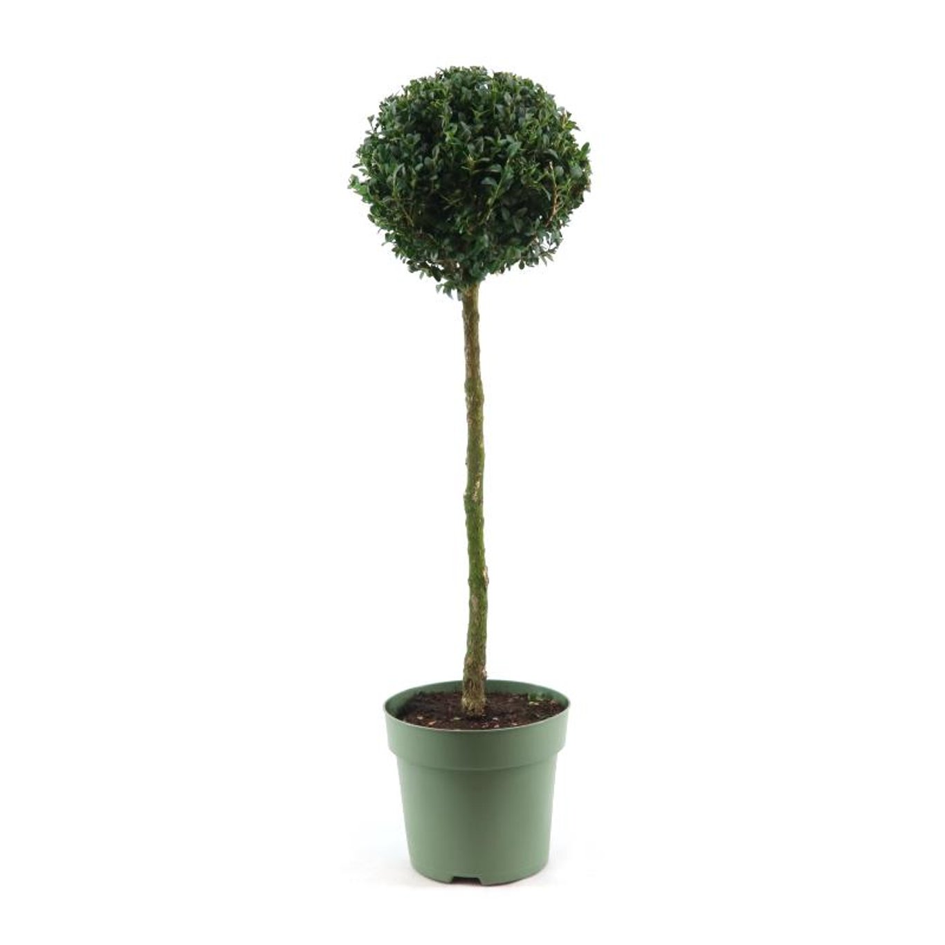Buxus sempervirens - 40 CM Stem C5